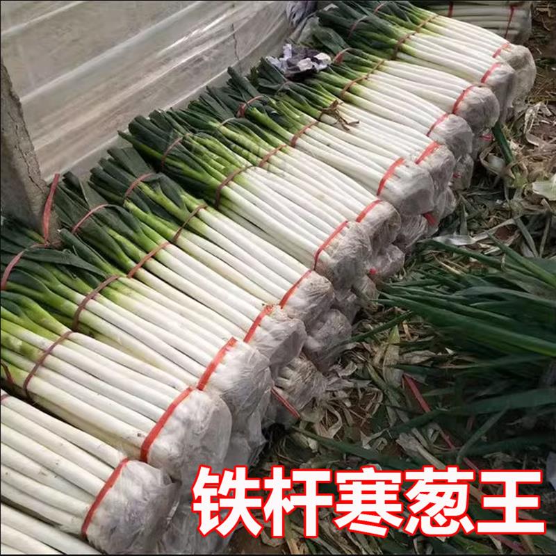 铁杆寒葱王大葱种子中华巨葱王大香葱耐热抗寒春季秋冬季铁杆四季