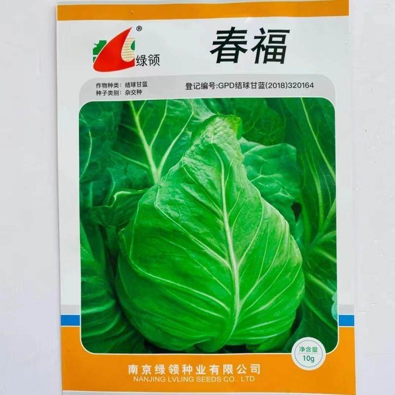 绿领牛角甘蓝种子一代杂交露地越冬甘蓝尖头包种籽心南北方秋季播