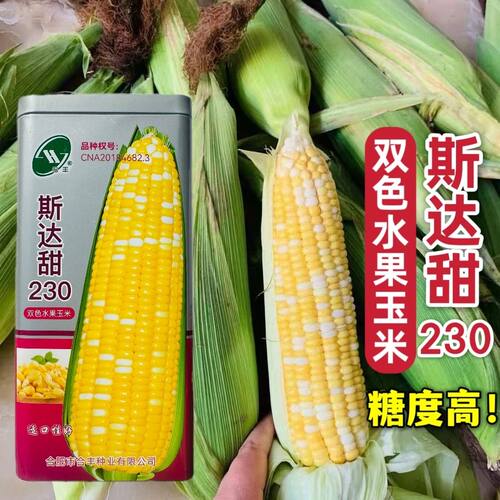 斯达甜230双色水果玉米种