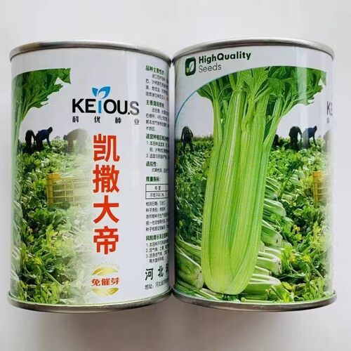 进口西芹种子凯撒大帝强