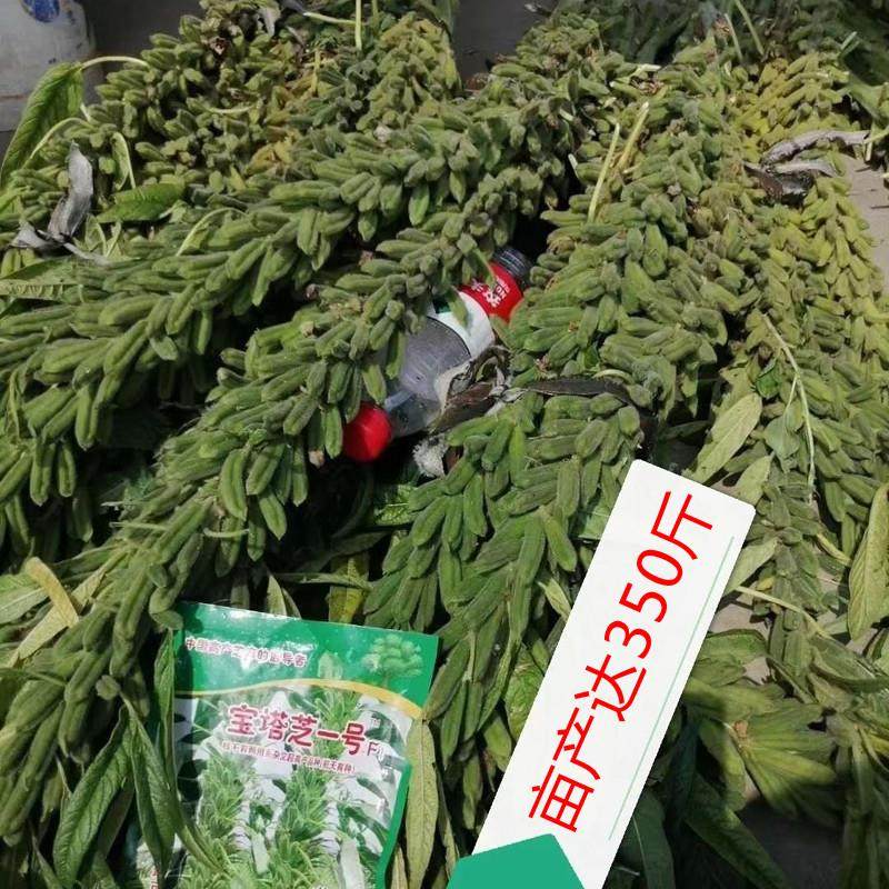 矮脚油芝麻种子中早熟非转基因芝麻种高产白芝麻种子高油榨油芝麻
