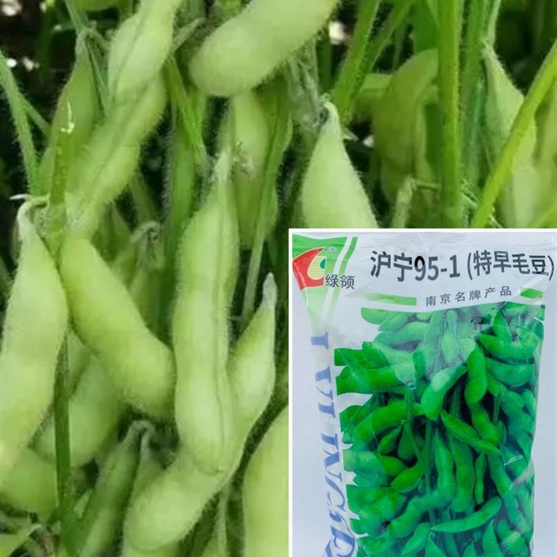 绿领早熟鲜食毛豆高产特大黄豆种籽青豆大豆蔬菜种孑大全春季四季