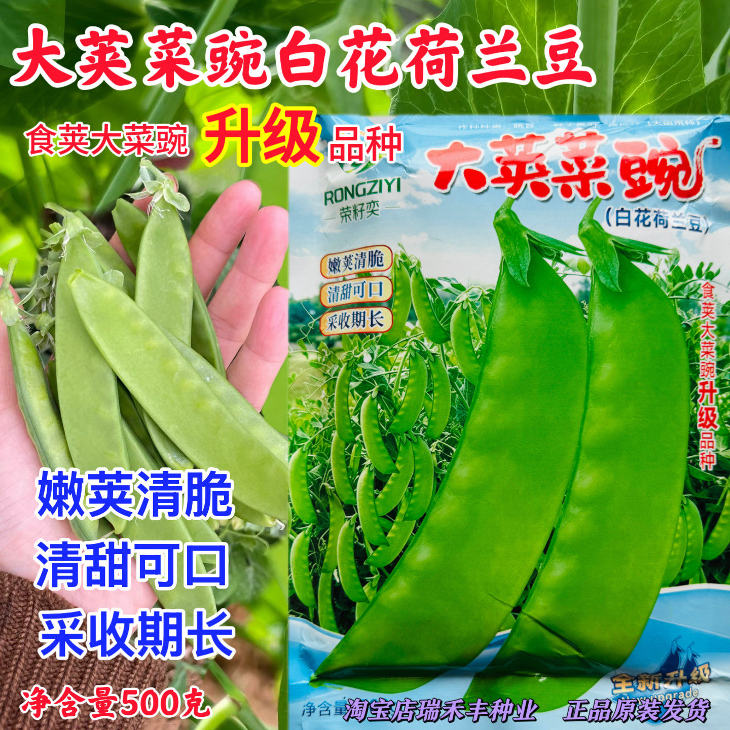 食荚大荚菜豌种子豆荷兰