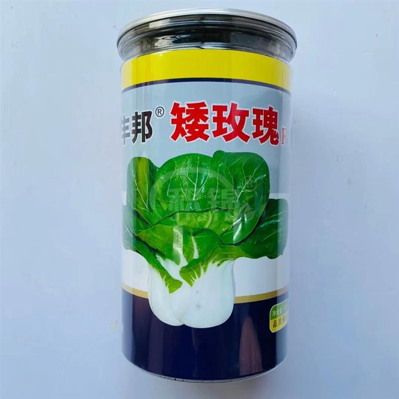 丰邦矮玫瑰杂交矮脚黄菜种子白玉色束腰纤维少脆嫩多汁味甜易煮烂