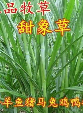 无毛台湾 新型甜象草种苗种节牧草高产田像草籽种子三