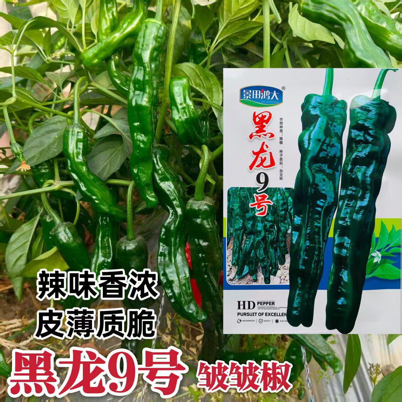 黑龙9号皱皮椒种子特辣小