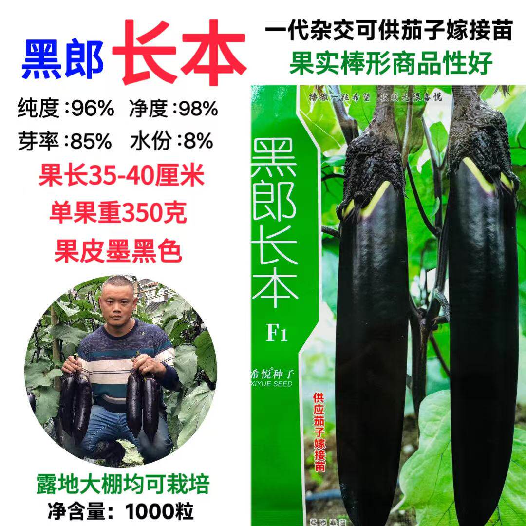 黑郎长本长茄种子棒形早