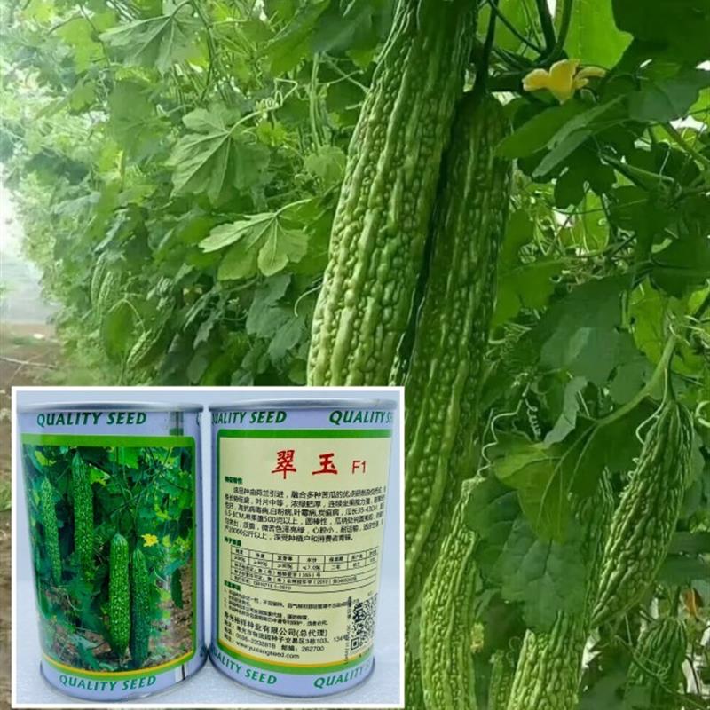 翠玉F1苦瓜种子翠绿油亮高产耐寒耐热农家大田春秋播种精选苦瓜种