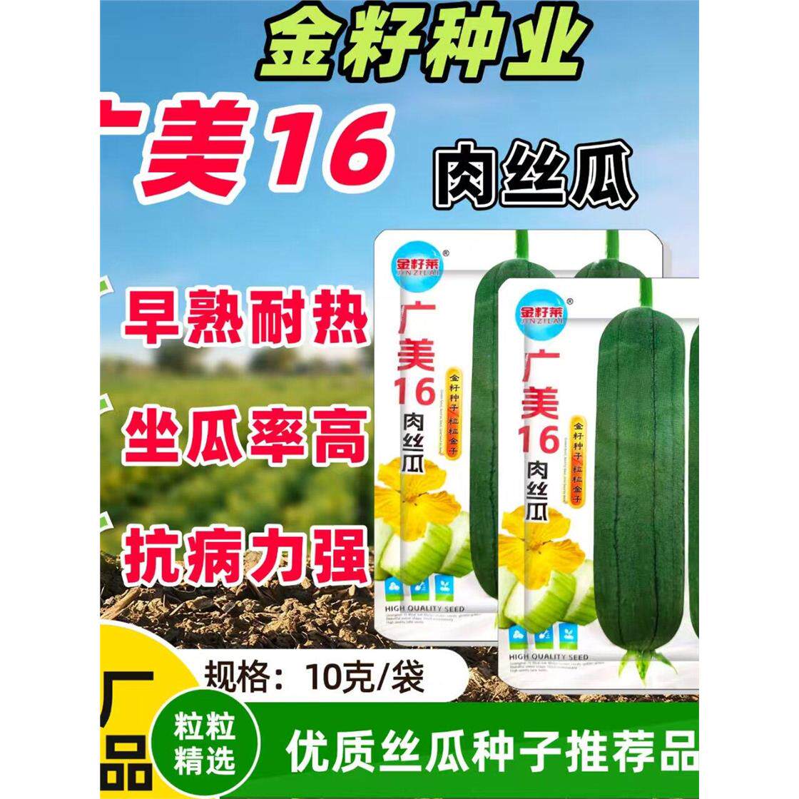 广美16肉丝瓜种种子早熟