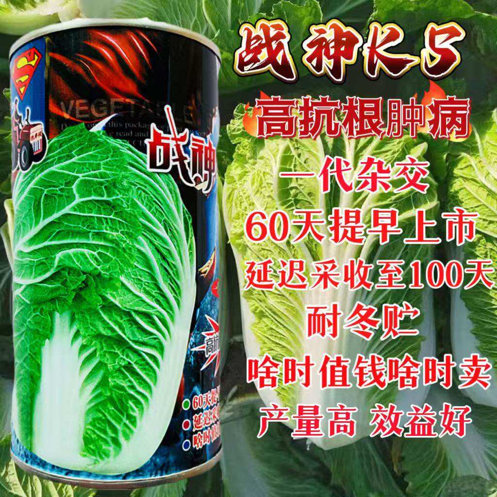 战神K5大白菜种子高产抗