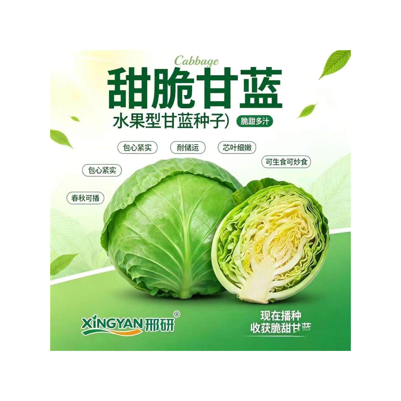 夏播甜脆甘蓝种子耐热大