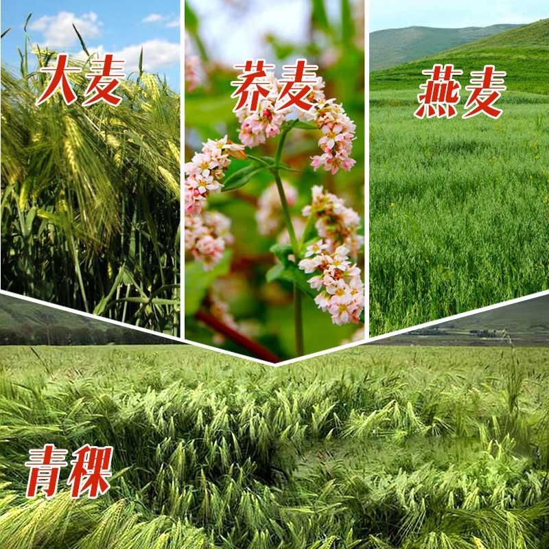 青稞 大麦种子 燕麦种子 油菜种子 甜 苦荞麦种子 薏米种子