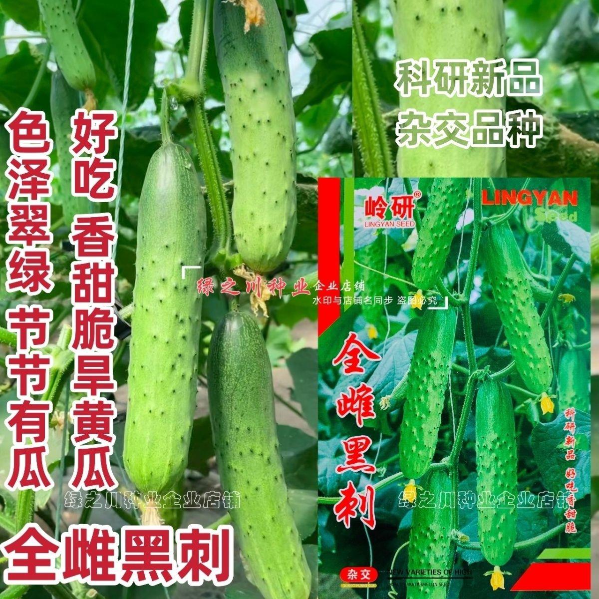 东北旱黄瓜种子全雌黑刺黄瓜种籽节节有瓜甜脆清香春秋新品种黄瓜
