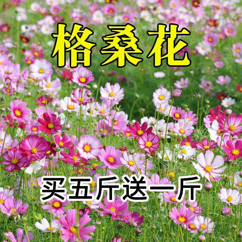 花卉种子花籽四季种易活格桑花波斯菊花草百日草野花组合开花室外