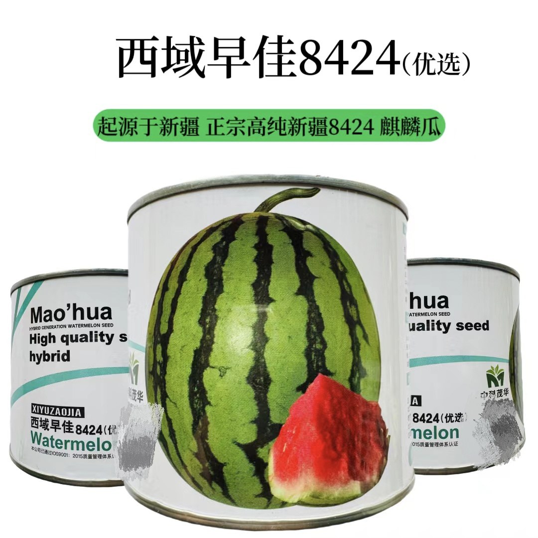 中科茂华瓜果种子西域早佳8424西瓜种子新疆8424西瓜高纯度超甜
