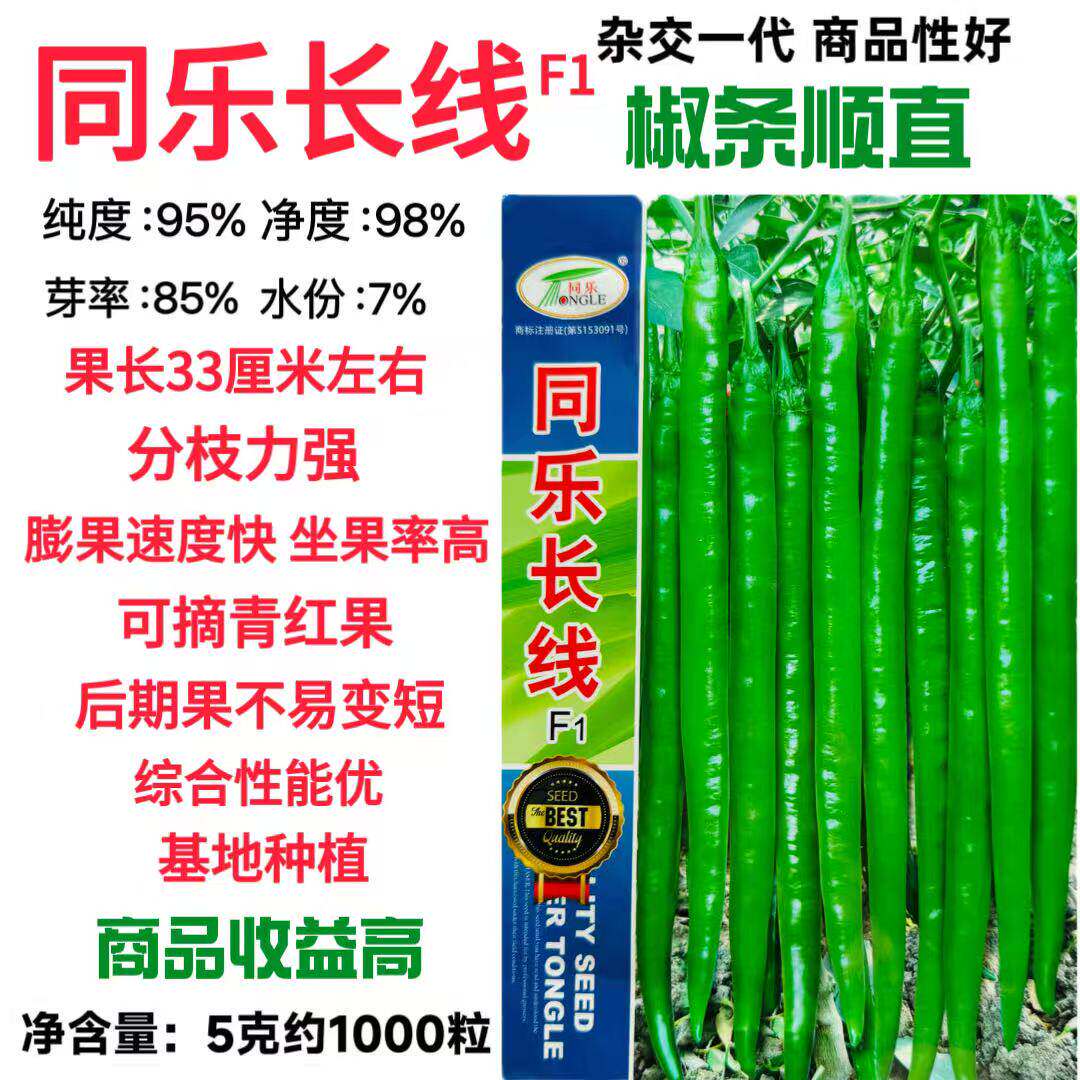 同乐长线椒种子早熟杂交