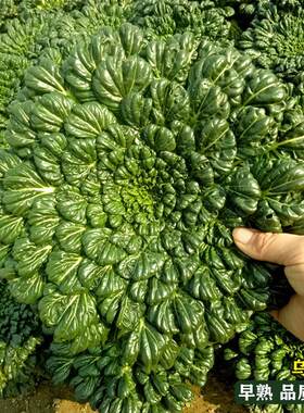 乌塌菜种子上海小八叶塌菜 塌棵菜 塌地松 黑菜 耐寒秋季蔬菜种子