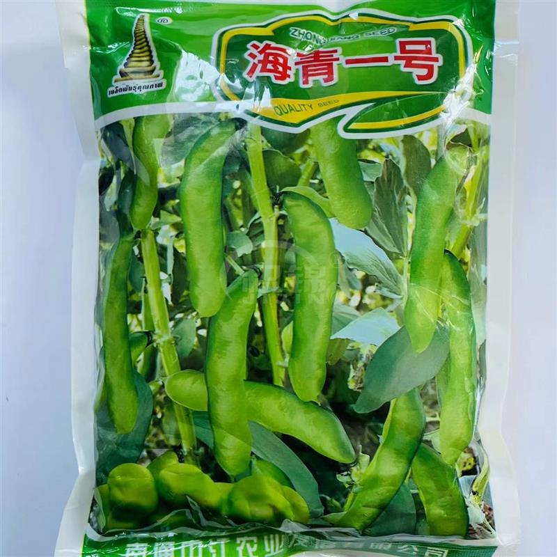 海青一号大粒蚕豆种子早熟高产抗病耐寒特大粒蚕豆种籽农家春秋播