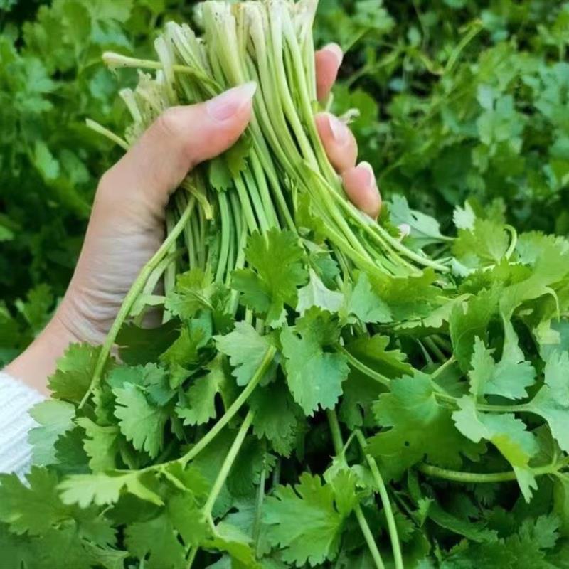 美国原种进口香菜大叶油亮型四季播速生香菜种子南北方四季播香菜