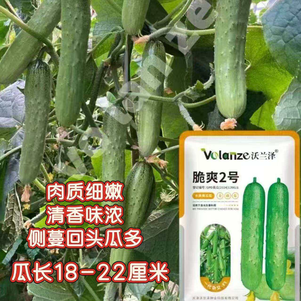 脆爽2号水果黄瓜种子全雌