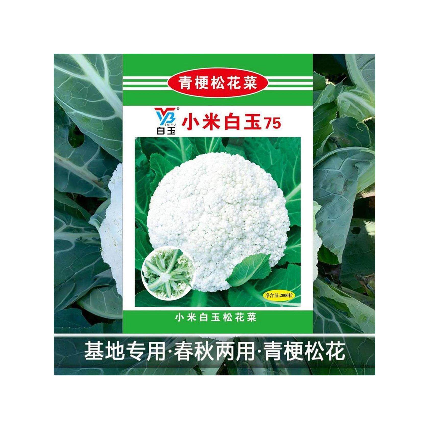 神良小米白玉75花菜种子