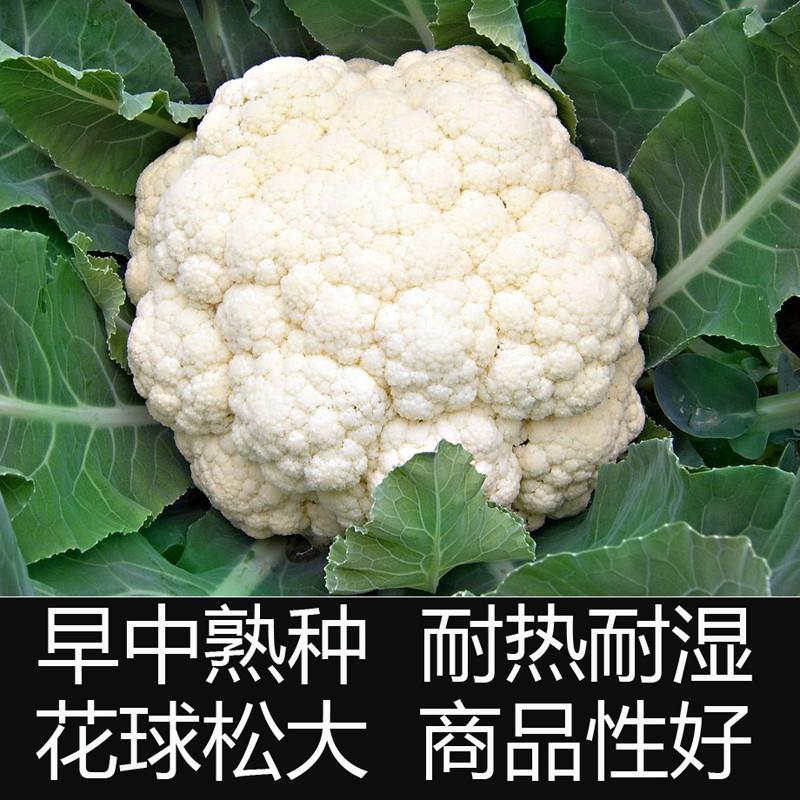 台湾青梗松花菜种子种籽有机花菜菜花春季松美65四季蔬菜种子