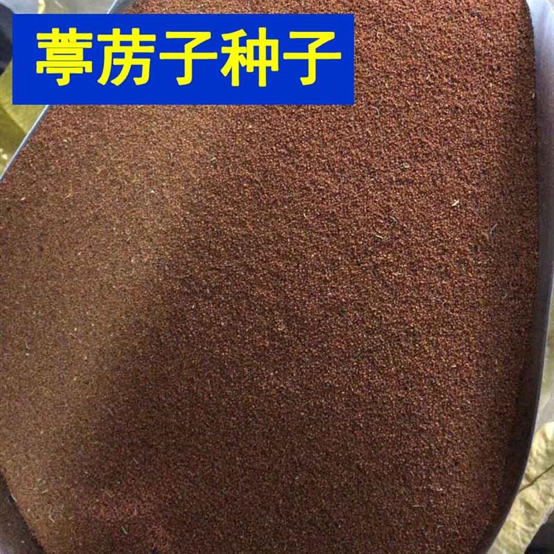 葶苈子种子 独行菜种子 播娘蒿种子 常用药材种子