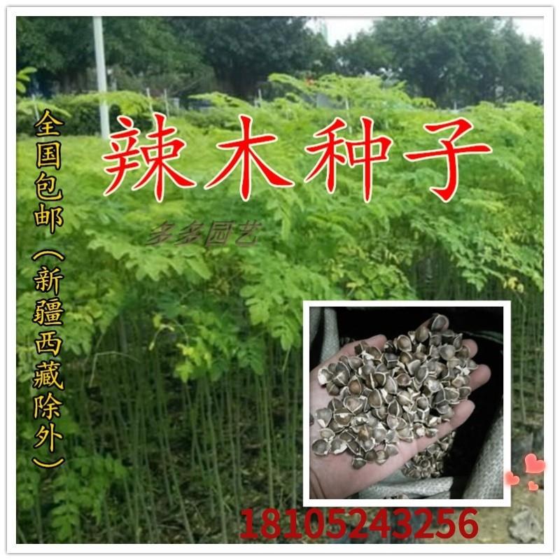 散装印度进口辣木籽辣木种可食用可种植全新种子出芽率好家庭园艺