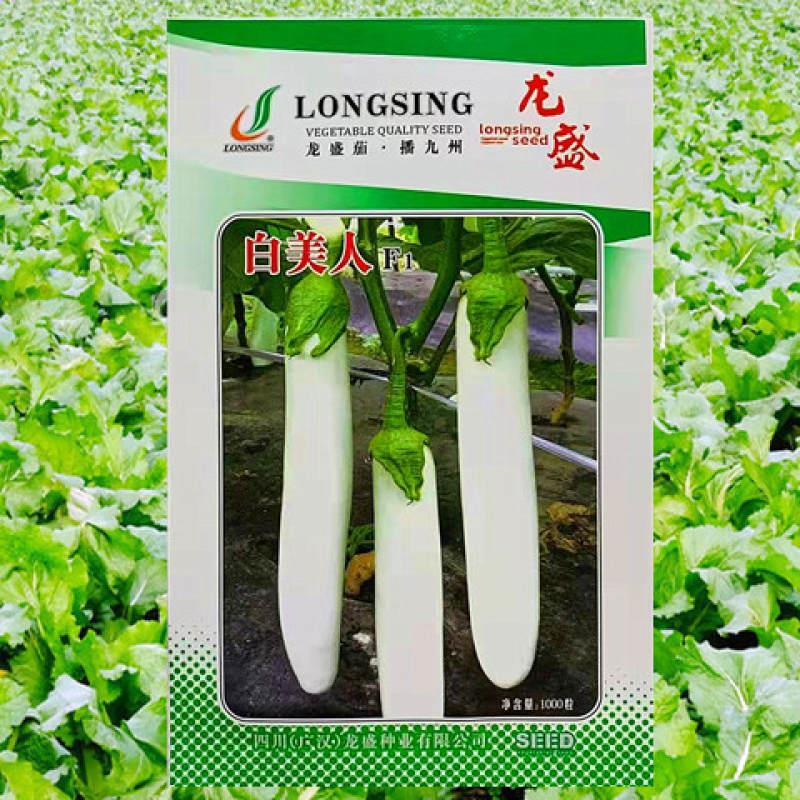 白茄种子龙盛白美人白茄早熟高产抗病耐热湿低温弱光杂交茄子种籽