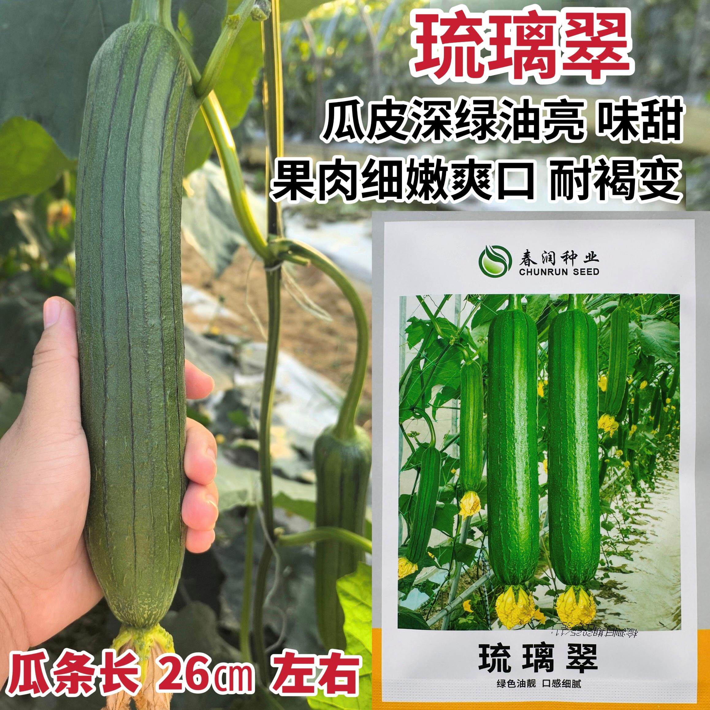 油亮丝瓜种子早熟高产抗