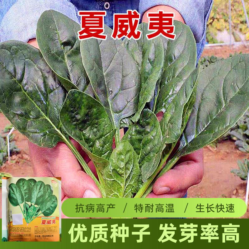 荷兰引进菠菜种子夏威夷耐热生长快高产抗病大田阳台易种蔬菜种籽