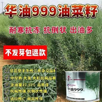 油菜籽高产新品种华油999矮杆油菜籽高产高籽油四川油菜罐装