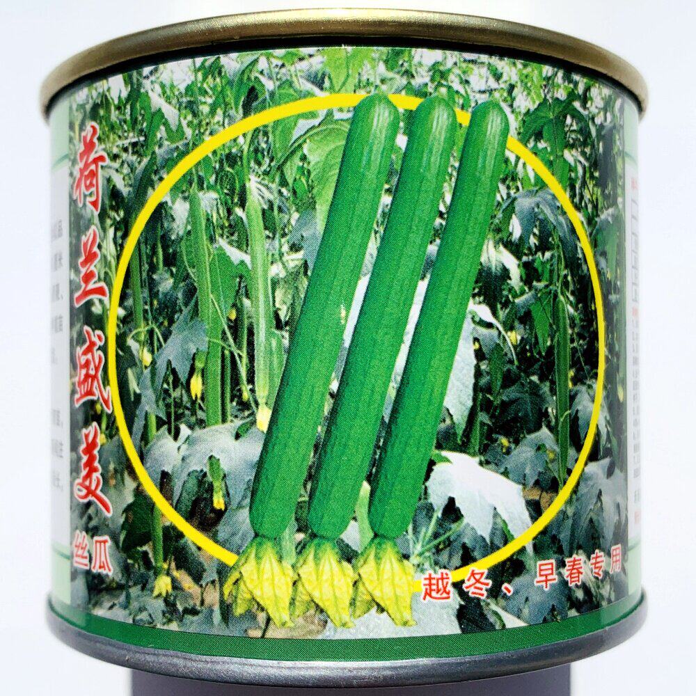 荷兰盛美长香丝瓜种子高