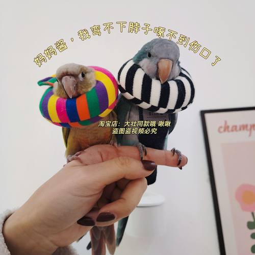 玄凤鹦鹉条纹伊丽莎白圈受伤保护项圈牡丹虎皮防啄毛鸟用脖套软
