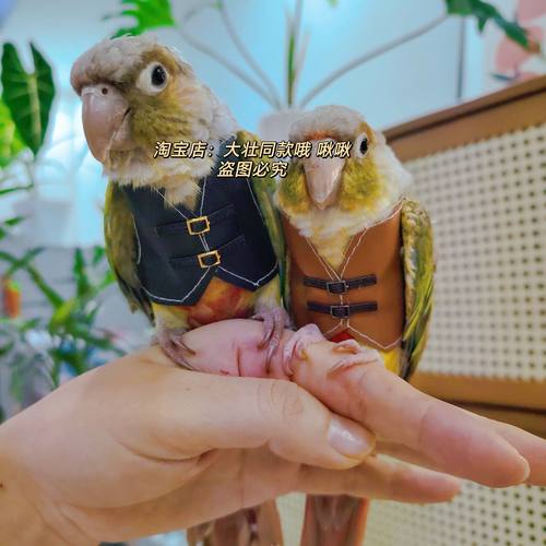 虎皮牡丹玄凤鹦鹉鸟衣服小背心皮衣小马甲衣服