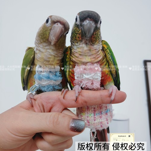 小香风款尿不湿魔术贴款鸟用玄凤牡丹小太阳屎尿便兜尿裤