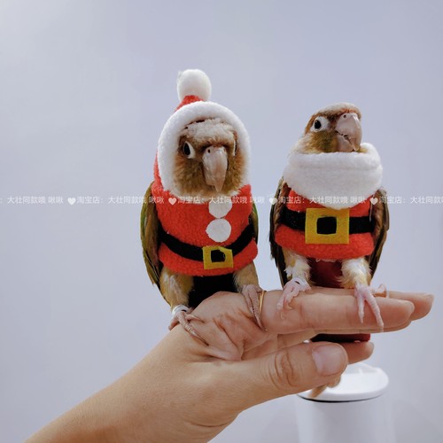 小型鹦鹉鸟保暖过冬厚款卫衣可爱卖萌衣服带领子帽子圣诞服鸟用品