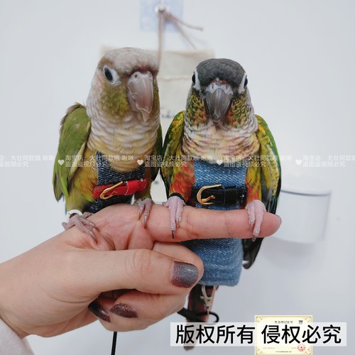 牛仔皮扣款尿不湿秋冬金属按扣鸟用玄凤牡丹小太阳屎尿便兜尿裤