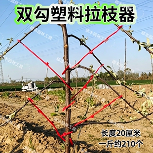 果树拉枝器双钩塑料拉枝器主干型拉枝器开角器果树压枝定型器园林