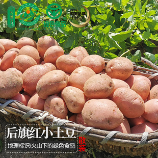 沙面后旗红小土豆4斤 乌兰察布迷你土豆 新鲜红皮马铃薯烧烤