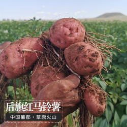 散装后旗红土豆沙面 8.5斤马铃薯乌兰察布火山下2025年新红皮土豆