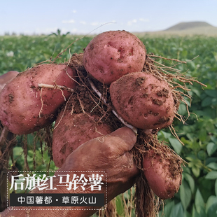 散装后旗红土豆沙面 8.5斤马铃薯乌兰察布火山下2025年新红皮土豆