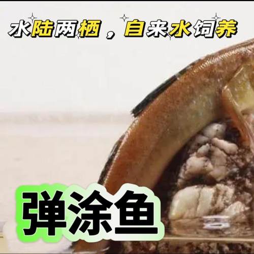 弹涂鱼跳跳鱼滩涂鱼淡红灰蓝银鳍多品种汽水海水淡水