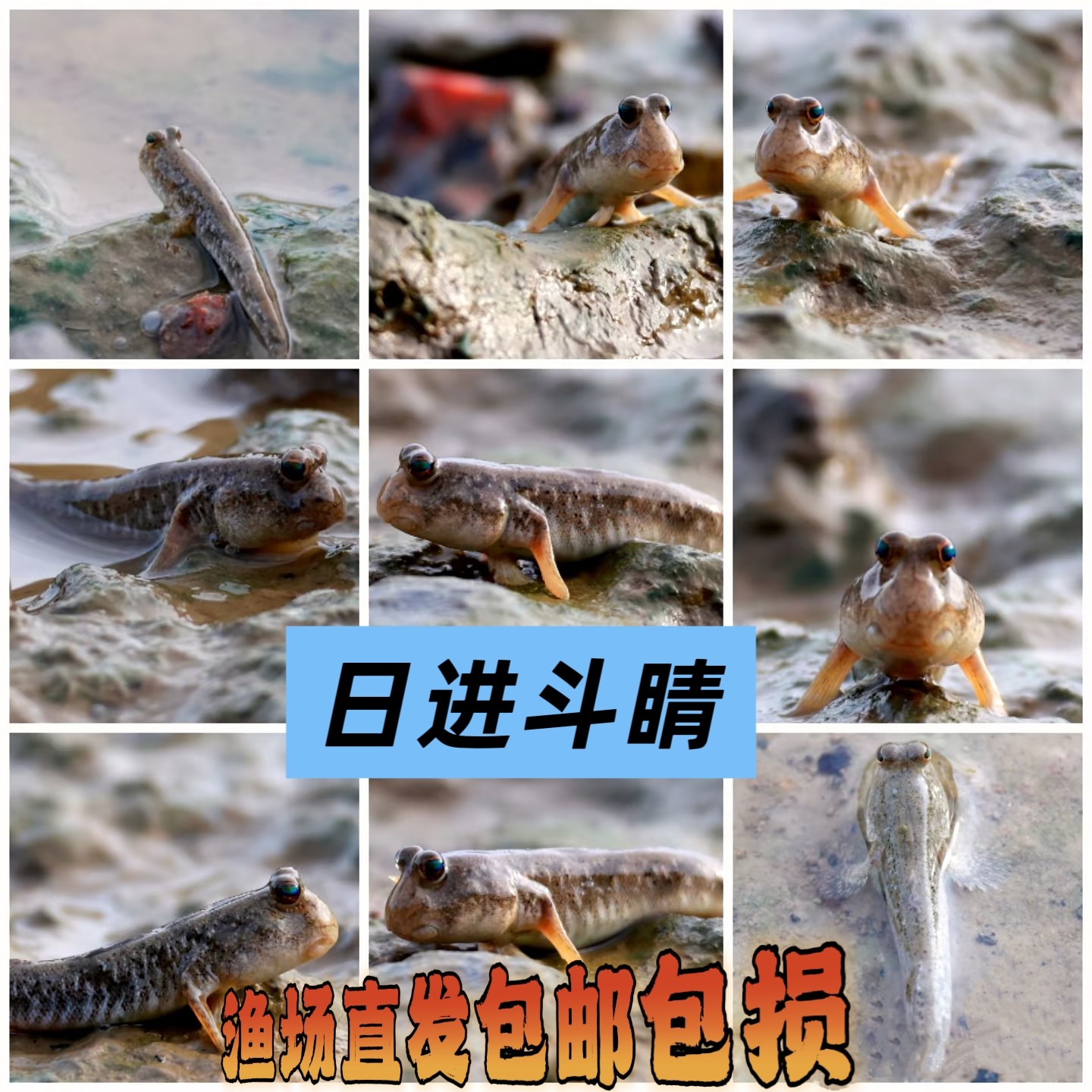 弹涂鱼跳跳鱼活鱼淡水滩涂鱼水里鱼