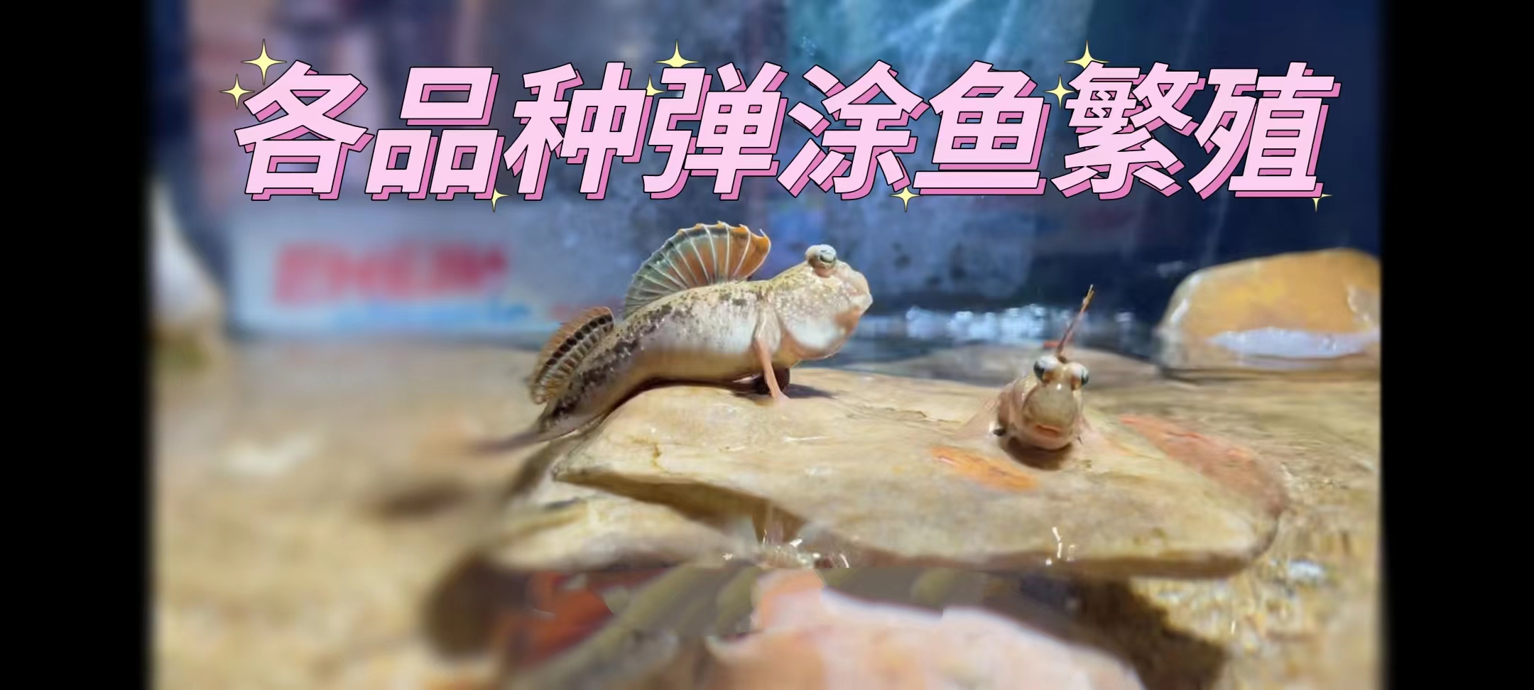 弹涂鱼跳鱼弹胡郎七离银线各品种繁殖热带鱼活体公母发包邮