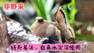 红鳍弹涂鱼造景省心新手套餐网红淡水原生态大号饲养盒