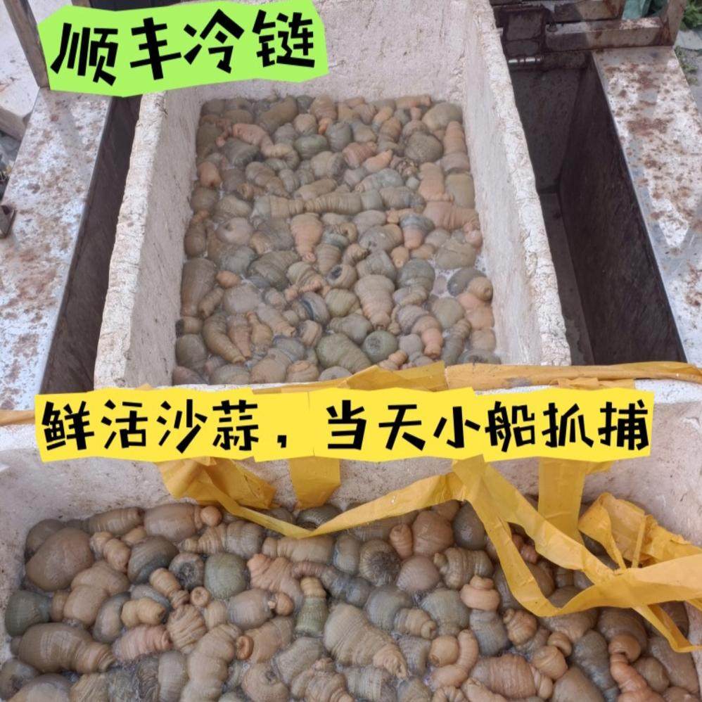 野生沙蒜海花不泡水海葵鲜活海肠子海卵子江浙沪皖2斤顺丰包邮,水产肉类/新鲜蔬果/熟食,其它,淘宝优惠券,粉丝福利购,淘宝优惠卷