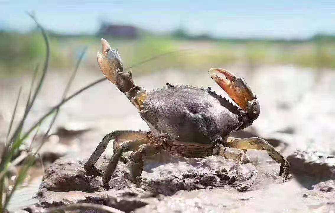 三门青蟹迷你青蟹海螃蟹宠物海水梭子蟹冷水寄居蟹