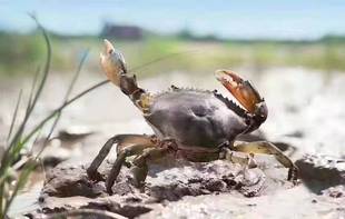 三门青蟹迷你青蟹海螃蟹宠物海水草莓陆生辣椒蟹冷水寄居蟹无味