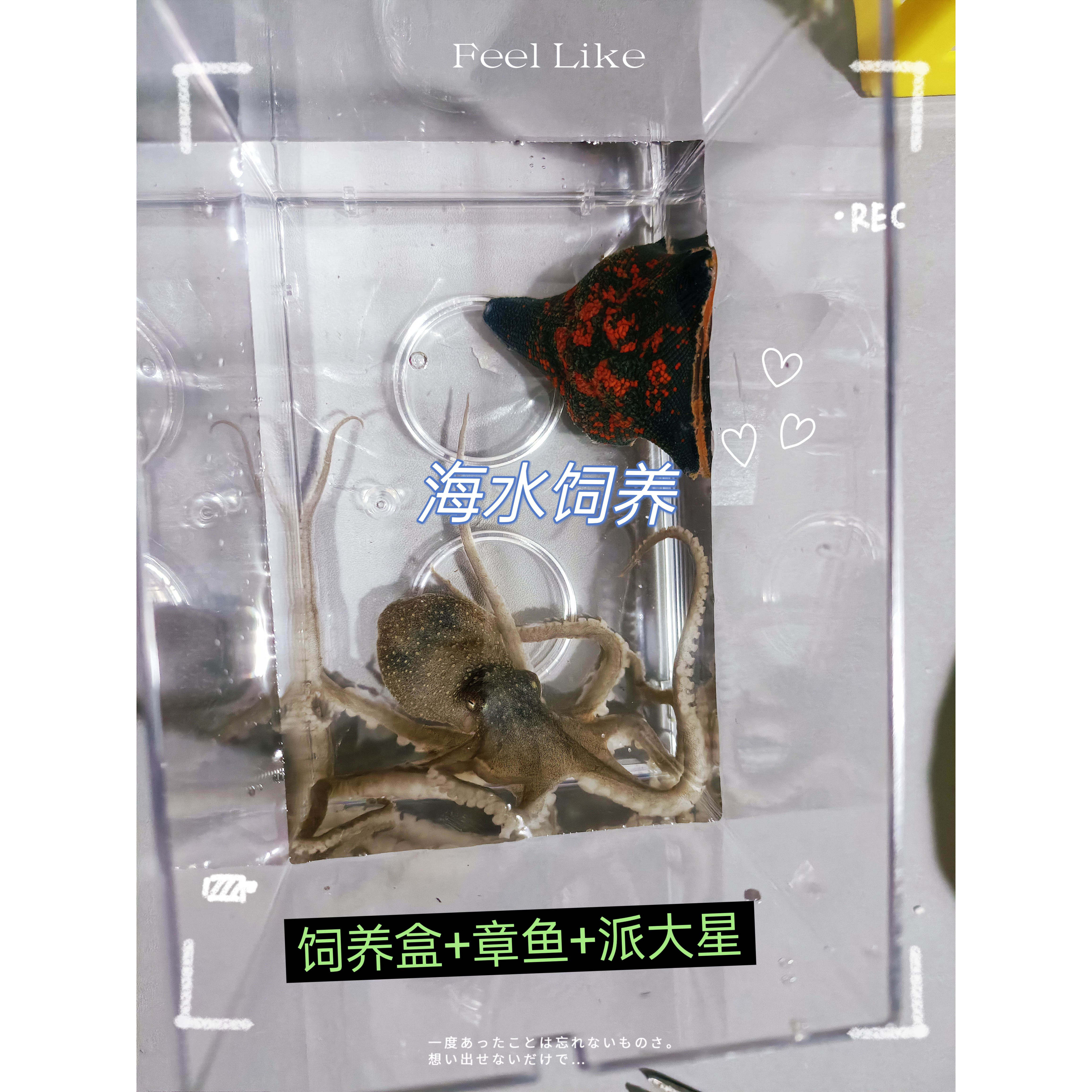 海洋生物包活章鱼非长八带海水观赏鱼活体章鱼乌贼水母保罗宠物
